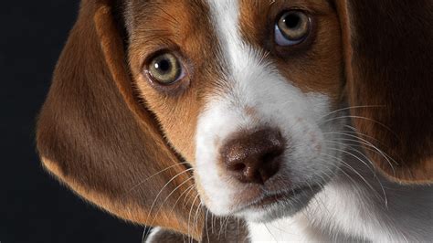 1920x1080 1920x1080 Friend Puppy Beagle Coolwallpapersme