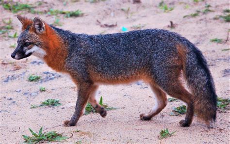 Gray Fox Animals Happen Wildlife Control