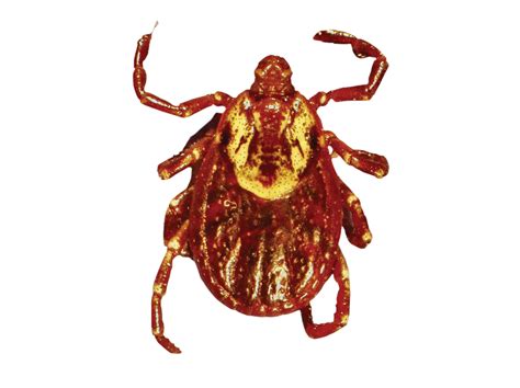 Tick Insect Png Transparent Image Download Size 1041x778px