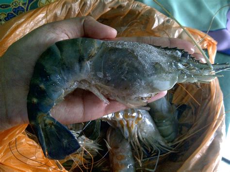 Only one of the most complete and trusted reference sources for export, import and directory business in indonesia. haibeautiful : Udang Galah Kuala Rompin,Pahang