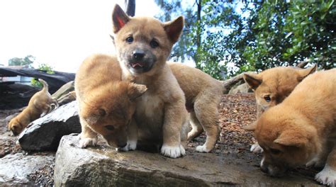 Dingo Puppies Take Centre Stage At Featherdale Wildlife Park The