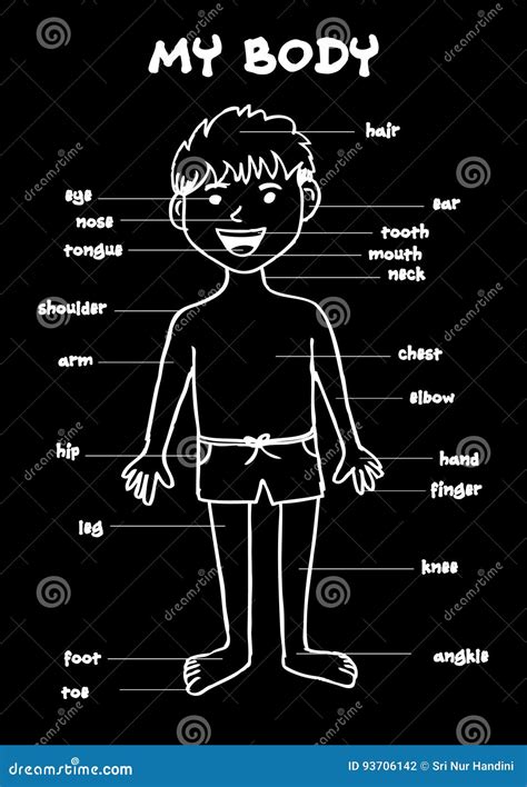 Human Body Chart For Kids A Visual Reference Of Charts Chart Master