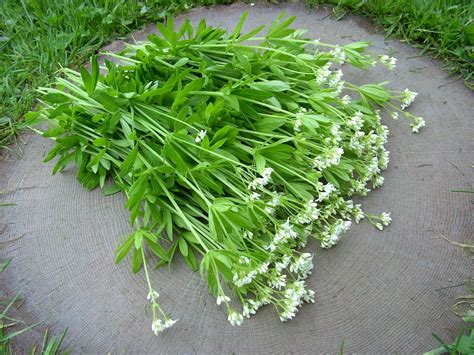 < 1 > rezept der woche kalbsfilet mit oder ohne käsehaube. Video und Rezept: Waldmeistersirup - Neues vom Landei