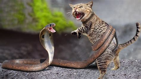 Heartbreaking Fight Of Snake And Cat Snake Vs Cat Fight Youtube