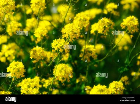 Wild Yellow Flowers In The British Countryside England Uk Stock Photo