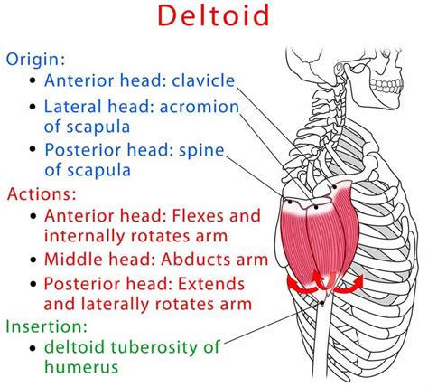Deltoid Muscle Anatomy And Test Video Muscle Anatomy Medical