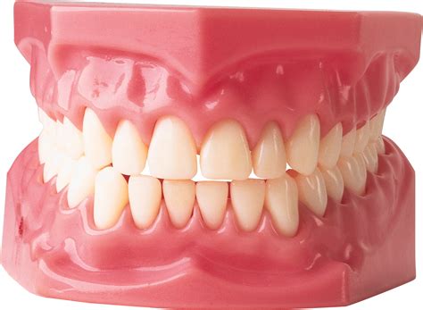 Collection Of Teeth Png Pluspng