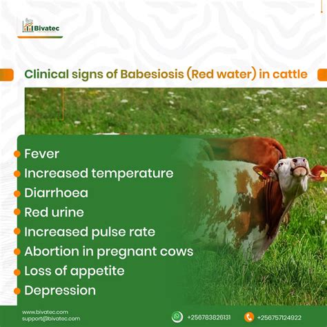 Bovine Babesiosis In Cattle Causes Symptoms Diagnosis And Treatment