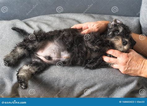 Puppy Of Dog With Umbilical Hernia Royalty Free Stock Image