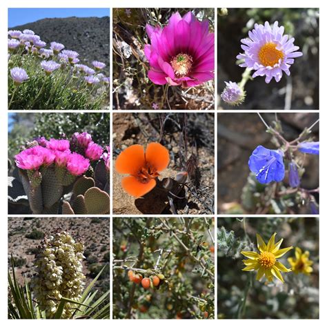 By the way, i top dress all the containers in my garden with compost and worm castings every spring. Joshua Tree National Park: Rock Piles and Joshua Trees ...
