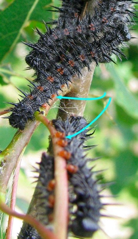 Adults overwinter and emerge in the spring when the weather warms. Attack of the mourning cloak butterfly larvae | Butterfly ...