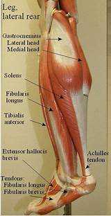 Tendon is tough and fibrous, but becomes soft after a long period of cooking. Pin by Andrew McKeen on Human Anatomy | Muscle, Thigh ...
