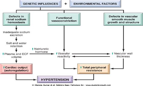 Pathophysiology Of Hypertension Download Scientific D