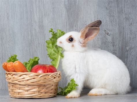 Premium Photo White Cute Rabbit Eating Lettuce Carrot And Apple In