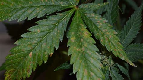 Yellow Spots On Cannabis Plants What Is Leaf Septoria