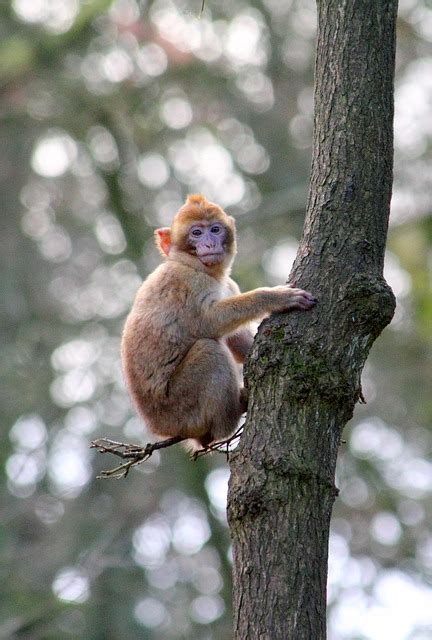 Monkey Macaque Animal · Free Photo On Pixabay