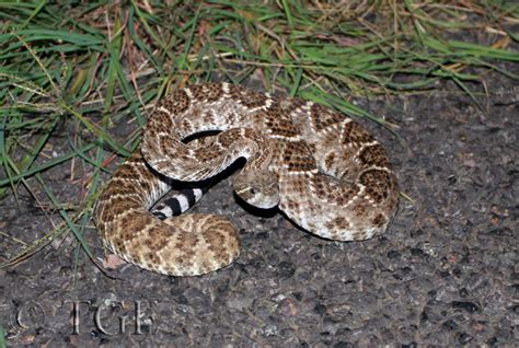 Die halsbandnatter (diadophis punctatus), zuweilen auch ringhalsnatter oder amerikanische ringelnatter genannt, ist eine mit mehreren unterarten in nord. Feldherpetologie USA & Mexiko 2007 - Schlangenforum