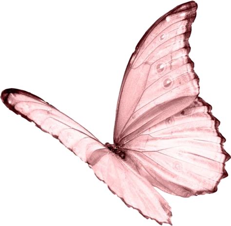 Moodboard Aesthetic Pastel Pink Butterfly Niche Png