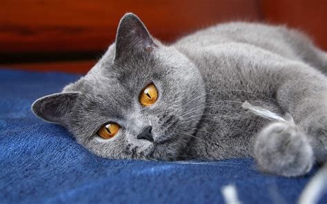 Beautiful British Shorthair Wallpapers And Images Wallpapers