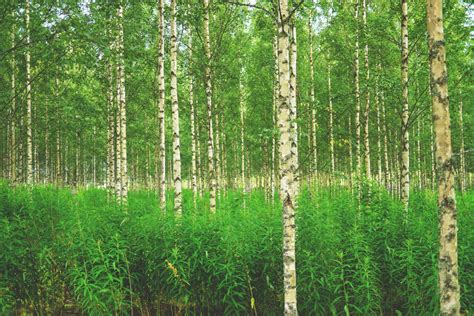 Kansanedustaja riikka purra kysyi eduskunnan kyselytunnilla torstaina, että aikooko hallitus ryhtyä toimiin kasvot peittävien huntujen kieltämiseksi lailla vai tuleeko suomen olla turvasatama. รูปภาพ : ต้นไม้, ปลูก, สีเขียว, ไม้เรียว, ทางทิศเหนือ ...