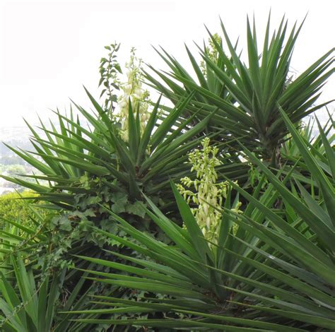 Check spelling or type a new query. Late to the Garden Party: My favorite plant this week ...