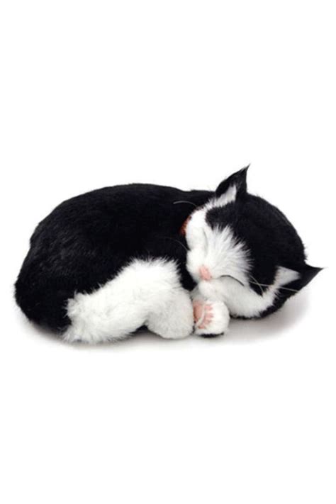 Noisy breathing in cats, wheezing when sleeping or that sounds congested when breating is not common. Perfect Petzzz Sleeping Kitten Toy | Sleeping kitten ...