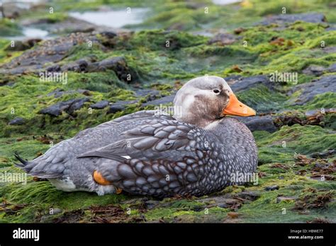 Falkland Islands Flightless Steamer Duck Tachyeres Brachypterus Adult