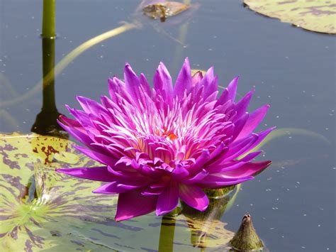 A Large Purple Flower Sitting On Top Of A Lily Pad In The Middle Of A Pond