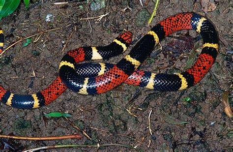 Snakes That Live In The Amazon Rainforest