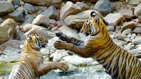 Tiger Safaris In India What You Need To Know About Seeing The