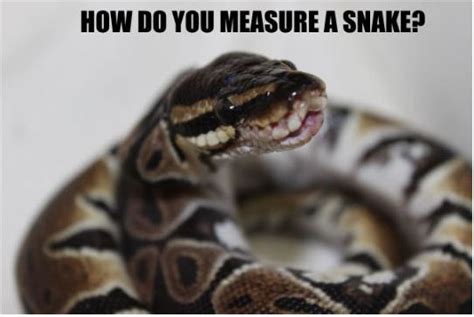 Snake Humor Barnorama