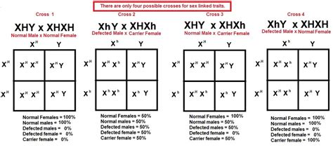 Sex Linked Crosses Diagram Quizlet