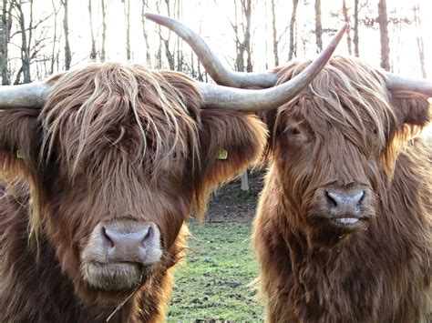 Scottish Highland Cow Everything You Need To Know 56 Off