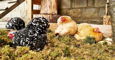 Pekin Chicken Eggs Temperament Size And Raising Tips