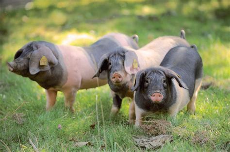 Cela garantit une fraîcheur extraordinaire. Après avoir obtenu son AOC, le porc noir basque vise ...