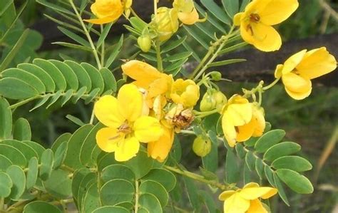 Cassia Plant Complete Gardering