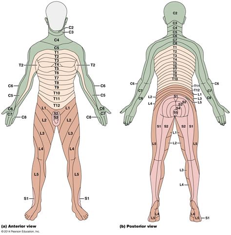 Dermatome Map Thieme Anatomy Coursebook Porn Sex Picture