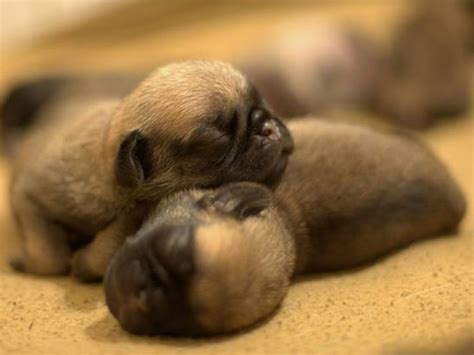 7 Days Old Newborn Puppies Baby Dogs Baby Pugs