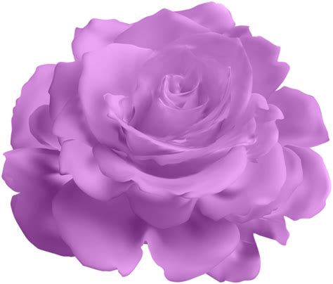 Purple Rose Transparent Clip Art 6e5