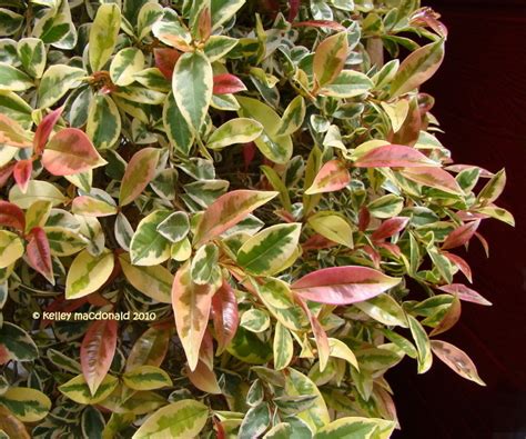 Maybe you would like to learn more about one of these? PlantFiles Pictures: Brush Cherry 'Variegata' (Eugenia ...