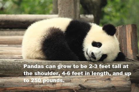 33 Panda Facts Guaranteed To Surprise And Delight You