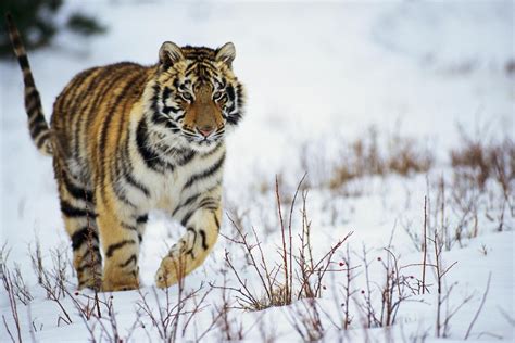 Discovery On Twitter The Siberian Or Amur Tiger Is Critically