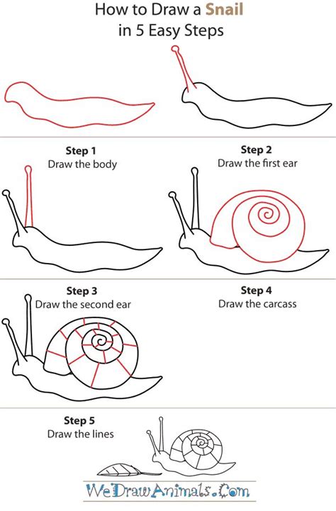 You will need only a pencil and a piece of paper. How to Draw a Snail | Drawing | Pinterest | How to draw ...