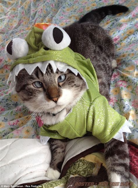 Jadilah gambar harimau, bagaimana menurutmu sketsa harimau yang mudah digambar ini, mudah harimau sendiri sebenarnya merupakan kucing besar yang sangat berbahaya, jadi untuk harimau putih merupakan jenis harimau yang mempunyai warna putih dan hitam, harimau ini sudah. DEA JAYA RODA: Kucing Unik Dengan Mata Juling Hebohkan ...