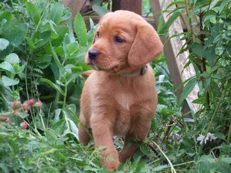 Find red fox lab in canada | visit kijiji classifieds to buy, sell, or trade almost anything! Fox Red Labrador X Field Spaniel Puppies for Sale ...