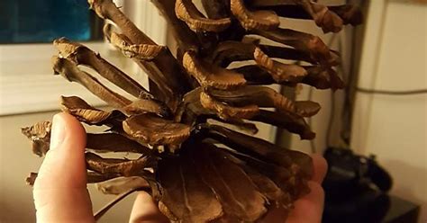 Biggest Pine Cone I Have Ever Seen Imgur