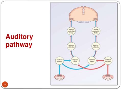 Lesions Of Auditory Pathway Student Doctor Network