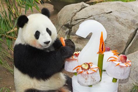 This Is How China Owns All The Giant Pandas In The World
