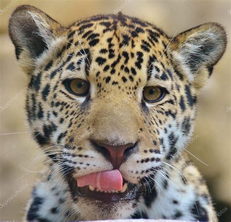 Rosto de bebê Jaguar — Fotografias de Stock © MichaelFitzsimmons #76463397