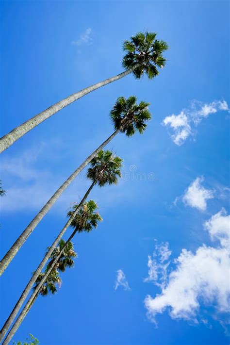 Palm Trees Bottom View Stock Image Image Of Vacation 56637985